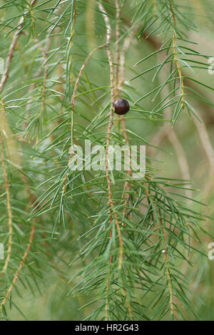 Juniperus rigida an Clyne Gärten, Swansea, Wales, UK. Stockfoto