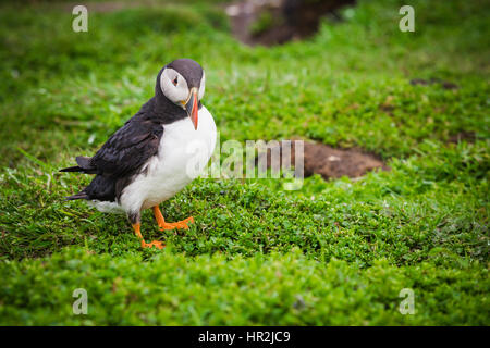 Ein Papageientaucher auf der Klippe Top Nistplatz Treshnish Insel der Inneren Hebriden, Schottland Stockfoto