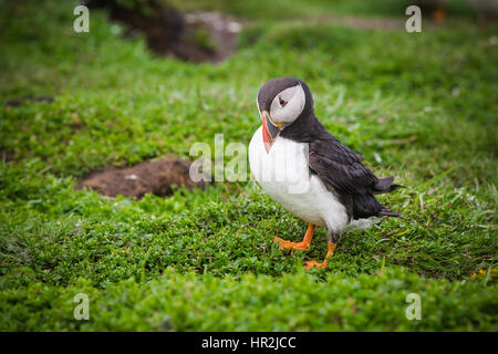 Ein Papageientaucher auf der Klippe Top Nistplatz Treshnish Insel der Inneren Hebriden, Schottland Stockfoto