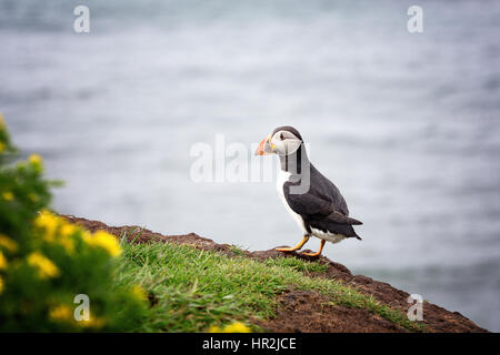 Ein Papageientaucher auf den Klippen von Treshnish Insel der Inneren Hebriden, Schottland Stockfoto