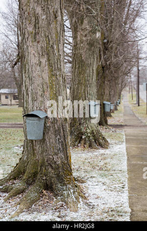 Vermontville, Michigan - traditionelle Eimer tippt sammeln Sap aus Ahornbäume für die Herstellung von Ahornsirup. Wegen Rekord Wärme im Jahr 2017, SAP-col Stockfoto