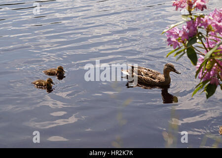 Enten und Entchen schwimmen auf Glencoe man Stockfoto