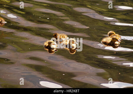 Enten und Entchen schwimmen auf Glencoe man Stockfoto