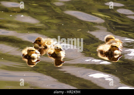 Enten und Entchen schwimmen auf Glencoe man Stockfoto