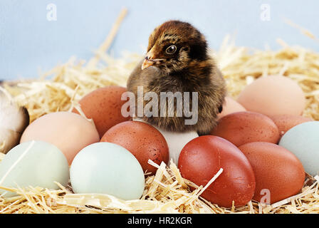 Entzückende kleine Araucana Küken sitzt oben auf einer Vielzahl von Bio-Bauernhof frischen Eiern.  Ruhige sind auch bekannt als das Ostern Huhn für das Blau oder Stockfoto