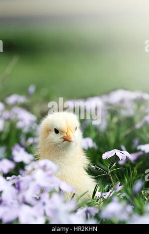 Neugierige kleine Küken, die über ein Bett von Lavendel spähen bunte Frühlingsblumen. Extrem geringe Schärfentiefe mit einige Unschärfen am unteren Teil des Bildes. Stockfoto