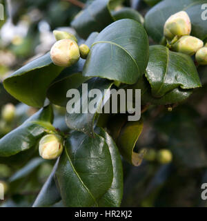 der Rhododendron Knospe in Kew botanischen Garten in London Stockfoto