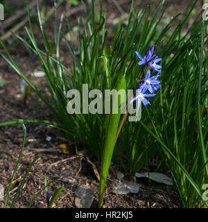 ein Bluebell Holz auf dem Höhepunkt seiner Blüte mit einem Teppich aus Glockenblumen und üppigen grünen Baby Blätter an den Bäumen. Foto aus Cowleaze Holz, Oxfordsh Stockfoto