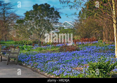 ein Bluebell Holz auf dem Höhepunkt seiner Blüte mit einem Teppich aus Glockenblumen und üppigen grünen Baby Blätter an den Bäumen. Foto aus Cowleaze Holz, Oxfordsh Stockfoto