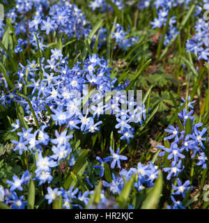 ein Bluebell Holz auf dem Höhepunkt seiner Blüte mit einem Teppich aus Glockenblumen und üppigen grünen Baby Blätter an den Bäumen. Foto aus Cowleaze Holz, Oxfordsh Stockfoto