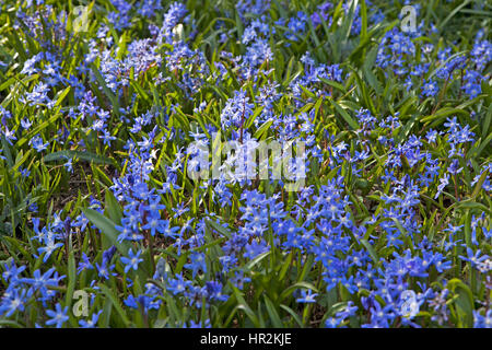 ein Bluebell Holz auf dem Höhepunkt seiner Blüte mit einem Teppich aus Glockenblumen und üppigen grünen Baby Blätter an den Bäumen. Foto aus Cowleaze Holz, Oxfordsh Stockfoto