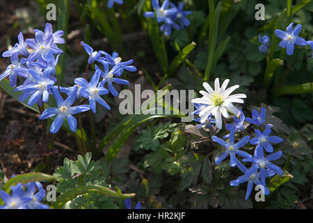 ein Bluebell Holz auf dem Höhepunkt seiner Blüte mit einem Teppich aus Glockenblumen und üppigen grünen Baby Blätter an den Bäumen. Foto aus Cowleaze Holz, Oxfordsh Stockfoto