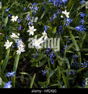 ein Bluebell Holz auf dem Höhepunkt seiner Blüte mit einem Teppich aus Glockenblumen und üppigen grünen Baby Blätter an den Bäumen. Foto aus Cowleaze Holz, Oxfordsh Stockfoto