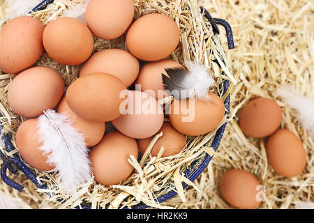 Große Clutch frischen Freilandhaltung Eier in einem Nest aus Stroh. Stockfoto