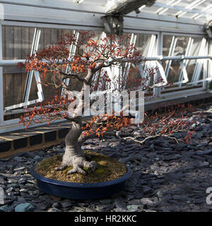 Bonsai Acer Palmatum 'Deshojo' (japanische rot-Ahorn) in London Botanischer Garten Stockfoto