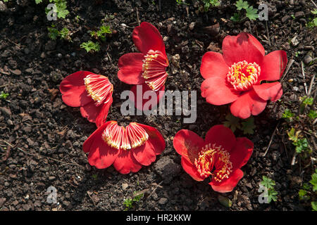 gefallenen Rhododendron Blüten auf dem Boden an die Royal Botanical Gardens in London Stockfoto