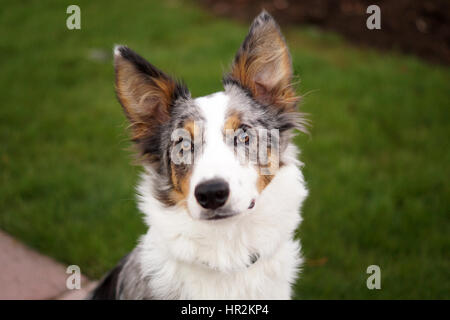 Wunderschöne Multi-Colored Langhaarige Collie Hautnah. Braun, Weiß, Schwarz und Grau Fell Stockfoto