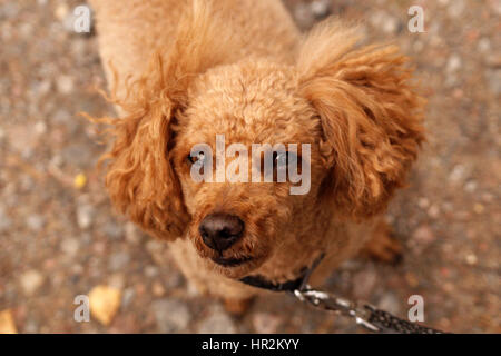 Süße Pudel in die Kamera schaut Stockfoto