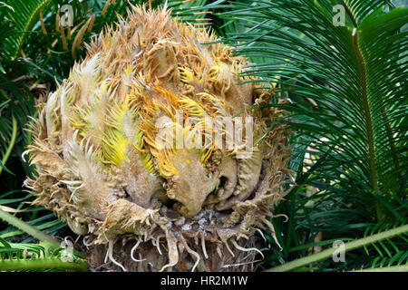 Kopf einer Sago Palme (Cycas Revoluta) vom Botanischen Garten in Puerto De La Cruz-Teneriffa-Spanien. Stockfoto