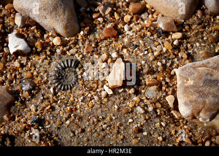 Ammonit am Strand von Charmouth, Dorset. Teil der Jurassic Coast in Südengland Stockfoto