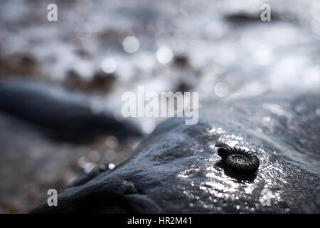 Ammonit am Strand von Charmouth, Dorset. Teil der Jurassic Coast in Südengland Stockfoto