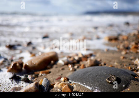 Ammonit am Strand von Charmouth, Dorset. Teil der Jurassic Coast in Südengland Stockfoto