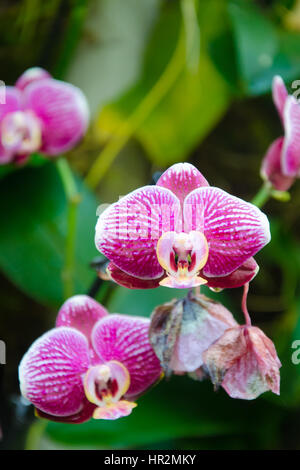 London, UK - 18. Februar 2017: Anzeige von Orchideen, eine bunte Feier von Indiens lebendige Pflanzen und Kultur im Kew Royal Botanical Garden, London Stockfoto