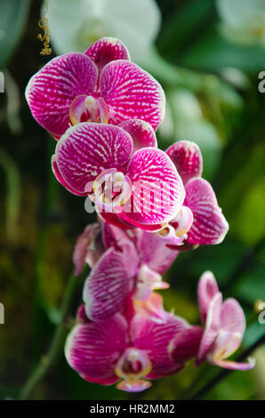 London, UK - 18. Februar 2017: Anzeige von Orchideen, eine bunte Feier von Indiens lebendige Pflanzen und Kultur im Kew Royal Botanical Garden, London Stockfoto