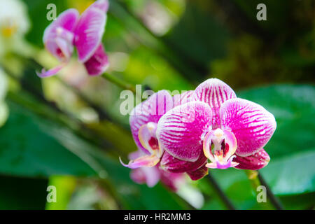 London, UK - 18. Februar 2017: Anzeige von Orchideen, eine bunte Feier von Indiens lebendige Pflanzen und Kultur im Kew Royal Botanical Garden, London Stockfoto