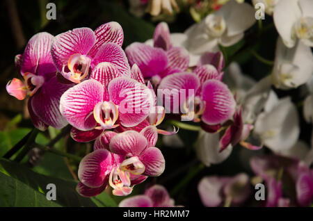 London, UK - 18. Februar 2017: Anzeige von Orchideen, eine bunte Feier von Indiens lebendige Pflanzen und Kultur im Kew Royal Botanical Garden, London Stockfoto