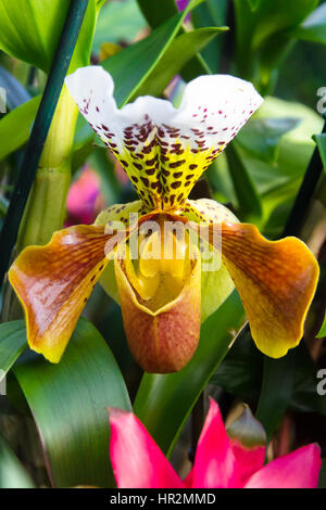 London, UK - 18. Februar 2017: Anzeige von Orchideen, eine bunte Feier von Indiens lebendige Pflanzen und Kultur im Kew Royal Botanical Garden, London Stockfoto