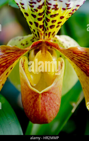 London, UK - 18. Februar 2017: Anzeige von Orchideen, eine bunte Feier von Indiens lebendige Pflanzen und Kultur im Kew Royal Botanical Garden, London Stockfoto