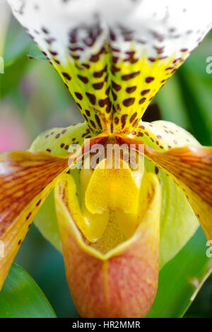 London, UK - 18. Februar 2017: Anzeige von Orchideen, eine bunte Feier von Indiens lebendige Pflanzen und Kultur im Kew Royal Botanical Garden, London Stockfoto