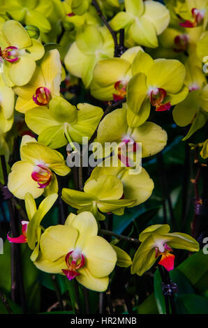 London, UK - 18. Februar 2017: Anzeige von Orchideen, eine bunte Feier von Indiens lebendige Pflanzen und Kultur im Kew Royal Botanical Garden, London Stockfoto