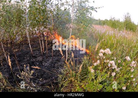 Feuer in den Hain. Adobe RGB Stockfoto