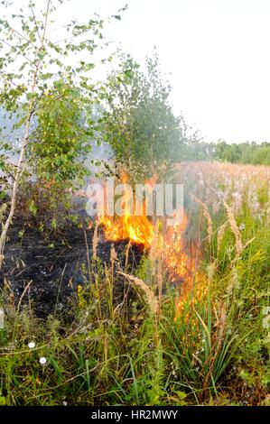 Feuer in den Hain. Adobe RGB Stockfoto