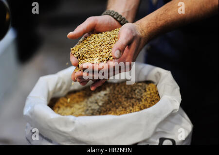 Getreide Malz in männlichen Händen Stockfoto