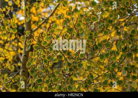 Aspen verlässt Anfang bis im Herbst verfärben. Stockfoto