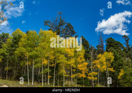 Aspen verlässt Anfang bis im Herbst verfärben. Stockfoto