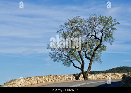 Olivenbaum vor einem blauen Himmel Stockfoto