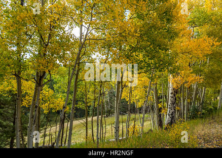 Aspen verlässt Anfang bis im Herbst verfärben. Stockfoto