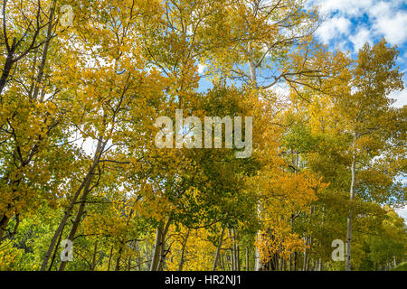 Aspen verlässt Anfang bis im Herbst verfärben. Stockfoto