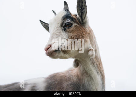 Nahaufnahme des Gesichts eines braunen und weißen Pygmy goat Stockfoto