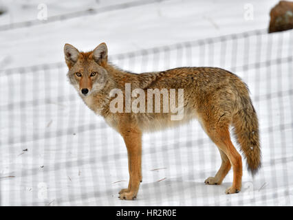 Coyote starren durch Weidezaun.  Flagstaff, Arizona, USA Stockfoto