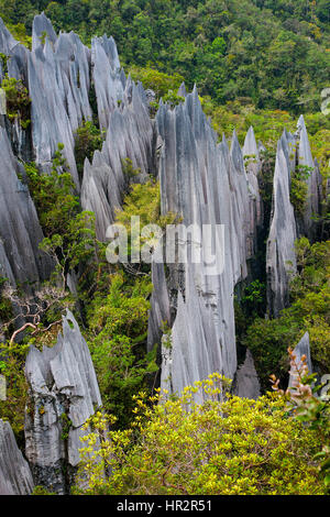 Die Pinnacles, Gunung Mulu National Park, Sarawak, Borneo, Malaysia, von Monika Hrdinova/Dembinsky Foto Assoc Stockfoto