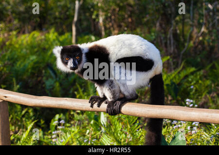 Schwarze und Weiße Vari, Varecia variegata, Lemuren Insel, Vakona Forest, Madagaskar, von Monika Hrdinova/Dembinsky Foto Assoc Stockfoto