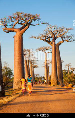 Allee der Baobabs in der Nähe von Morondava, Baobab Allee, Adansonia grandidieri, westlichen Madagaskar, von Monika Hrdinova/Dembinsky Foto Assoc Stockfoto