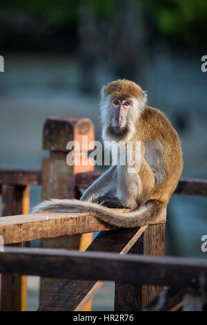 Lange Makaken, Macaca fascicularis, Bako Nationalpark, Borneo, Sarawak, Malaysia, von Monika Hrdinova/Dembinsky Foto Assoc tailed Stockfoto