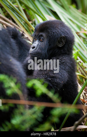 E Lowland Gorilla Gorilla beringei Graueri, Kahuzi-Biéga-NP, S. in der Provinz Kivu, Demokratische Republik Kongo, von Monika Hrdinova/Dembinsky Foto Assoc Stockfoto