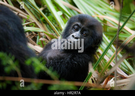 E Lowland Gorilla Gorilla beringei Graueri, Kahuzi-Biéga-NP, S. in der Provinz Kivu, Demokratische Republik Kongo, von Monika Hrdinova/Dembinsky Foto Assoc Stockfoto